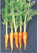 life - process - auto trophic mode of nutrition- carrot- figure - 7