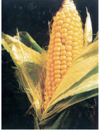 life - process - auto trophic mode of nutrition- corn- figure - 6