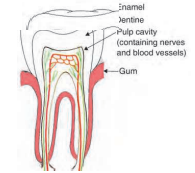 life-process-dental-caries-Parts-of-a-tooth-figure -37