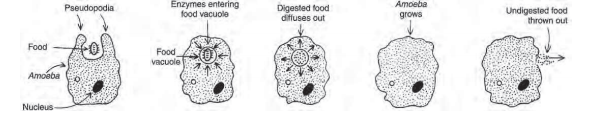 life- process-different - stages - in- the -nutrition- of - amoeba- figure -26