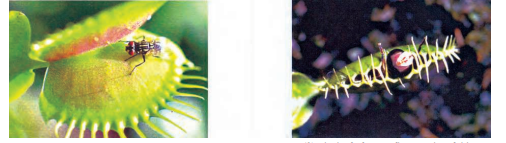 life - process -even - some - of the - plants- can - eat - insects- figure -23