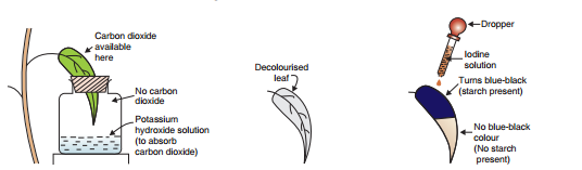 life- process-experiment- to - show - the - carbon - dioxide - is- necessary - for - photosynthesis- figure -18