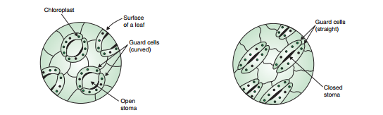 life- process-experiment- to - show - the - carbon - dioxide - is- necessary - for - photosynthesis- from - air - to- the - stomata - presents - on the - surface- of - the - leafe figure -20