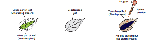 life- process-experiment- to - show - the - chlorophyll- is- necessary - for - photosynthesis- figure -18
