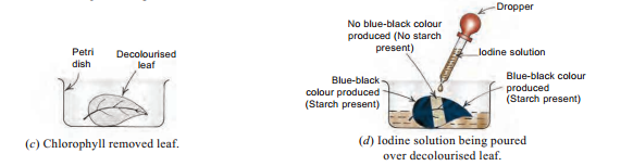 life - process -experiment- to - show - the - sun - light - is - necessary - for - photosynthesis- figure -17-1