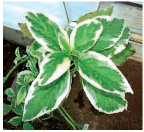 life- process -experiment- to - show - the - sun - light - is - necessary - for - photosynthesis- figure -17-2