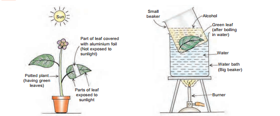 life - process -experiment- to - show - the - sun - light - is - necessary - for - photosynthesis- figure -17