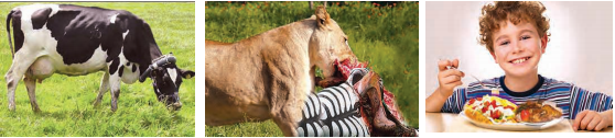 life- process-herbivores- carnivores- and - omnivores - figure -24