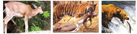 life - process - heterotrophic mode of nutrition- deer cutting - plant - leaves - tiger- eating- deer- beer - about -eat - fish - figure - 8