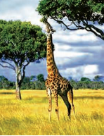 life- process -holozoic - mode -of -giraffc- eating - leaves - from- the - tree- figure - 11