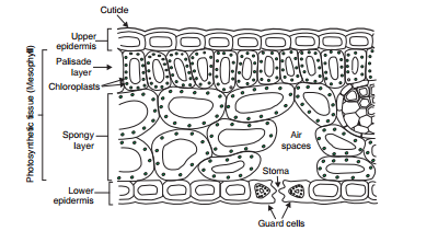life-process-photo synthesis - the - structure -of - a - leaf -shows- the chloroplasts in- it- figure -22(c)