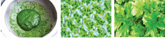 life - process - plants- mode -of - nutrition-chlorophy- figure - 10
