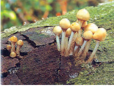 life- process-ssaprotrophic - mode -of - nutrition- mushroom- figure - 8