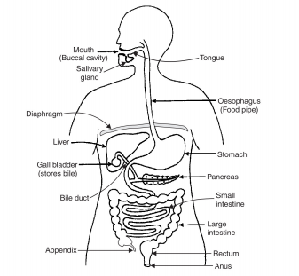 life-process-the- human - digestive - system- figure -28(c)