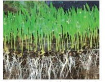 life- process-water- requuired - for -photosynthesis -is - absorbed - from -the - roots- of - the - plants - from - the - soil t- figure -21