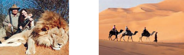 lion-hunted-and-sahara-desert