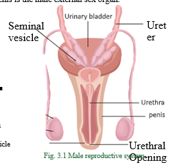 Reproduction in animals male reproductive system