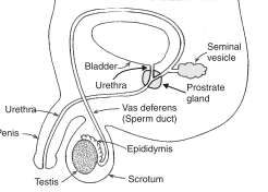 male-reproductive-system