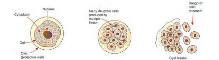 multi-fission