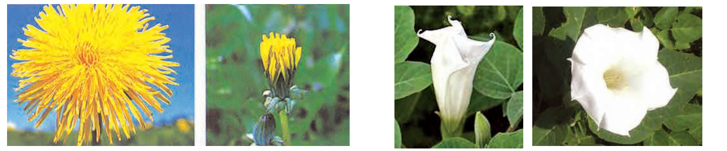 nastic movements of petals in flowers