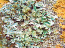 natural-resources-lichens