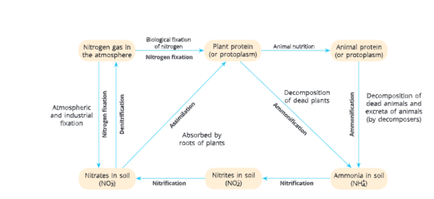 natural-resources-nitrogen-cycle