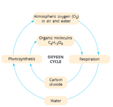 natural-resources-oxygen-cycle-in- nature