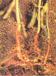 natural-resources-rootnodules-contain-nitrogen-fixing-bacteria