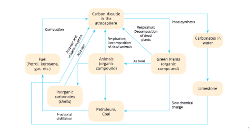 natural-resources-steps-of-carbon-cycle