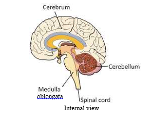 nervoues system human brain internal view