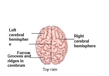 nervoues system human brain top view