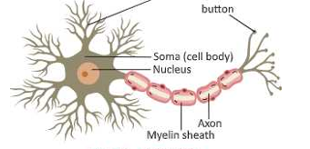 nervous system neuron