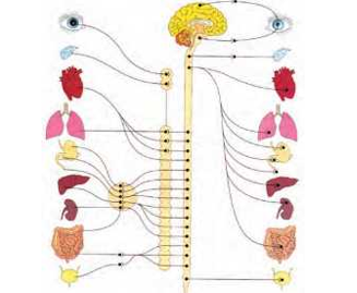 nervoues system parasympathtic nervous system