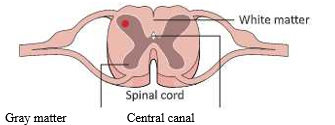 nervoues systemcross section of the spinal cord