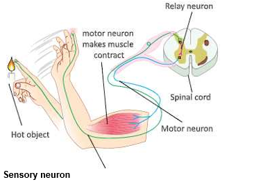 nervous system refex action and its path