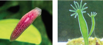 palanariea