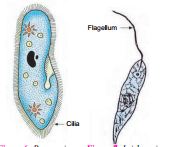 KSEEB Class 10 SSLC Biology Chapter 3 How Do Organisms Reproduce Notes ...