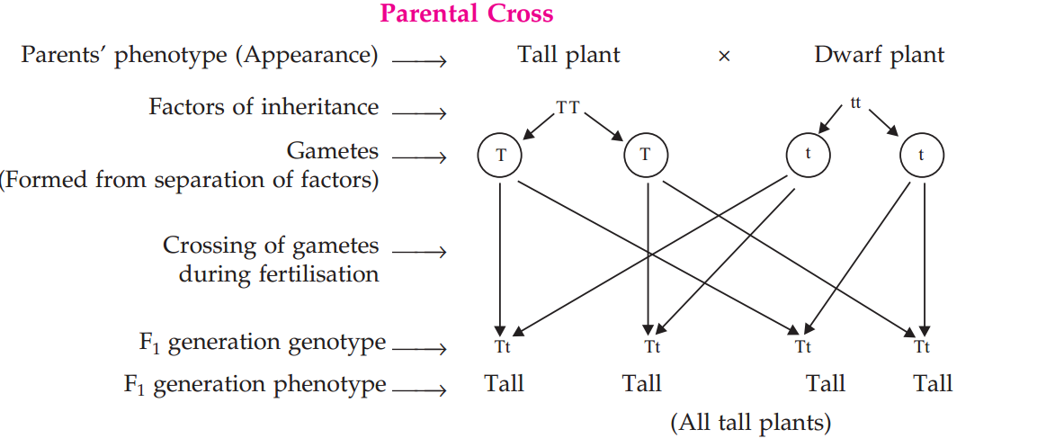 parentalclass