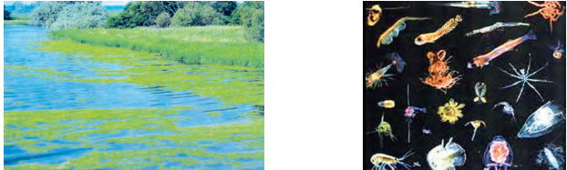 phytoplanktons-and-zooplanktons