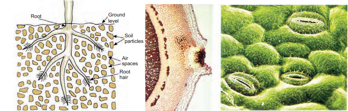 stems-respiration