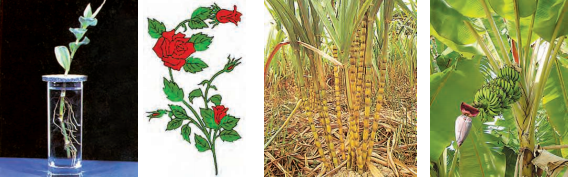 plants-growing-by-cutting-method