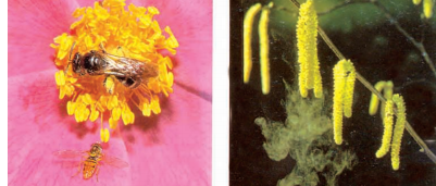 pollination