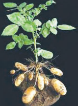 potato-plant