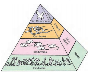 pyramid