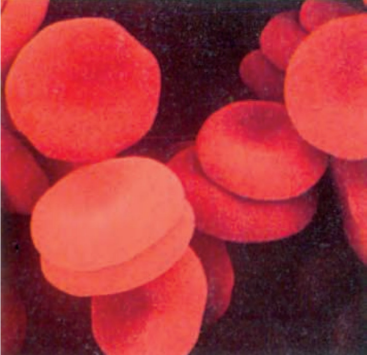red-blood-cells