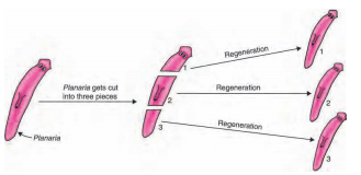 regeneration