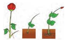 reproductioninplantsCuttingmethodforrosePlant