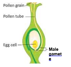 reproductioninplantsFertilisationinplants