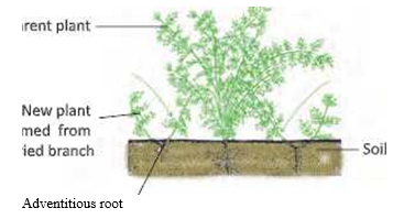 reproductioninplantsLayeringofplant