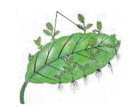 reproductioninplantsLeafofBryophyllum